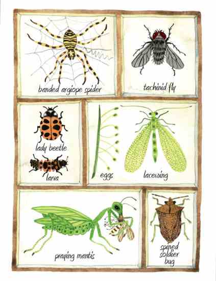 The Role Of Beneficial Insects In Your Garden