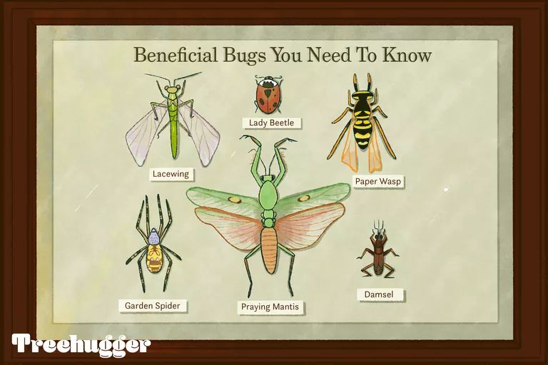 The Role Of Beneficial Insects In Your Garden