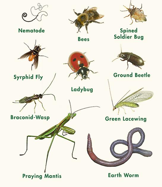 The Role Of Beneficial Insects In Your Garden