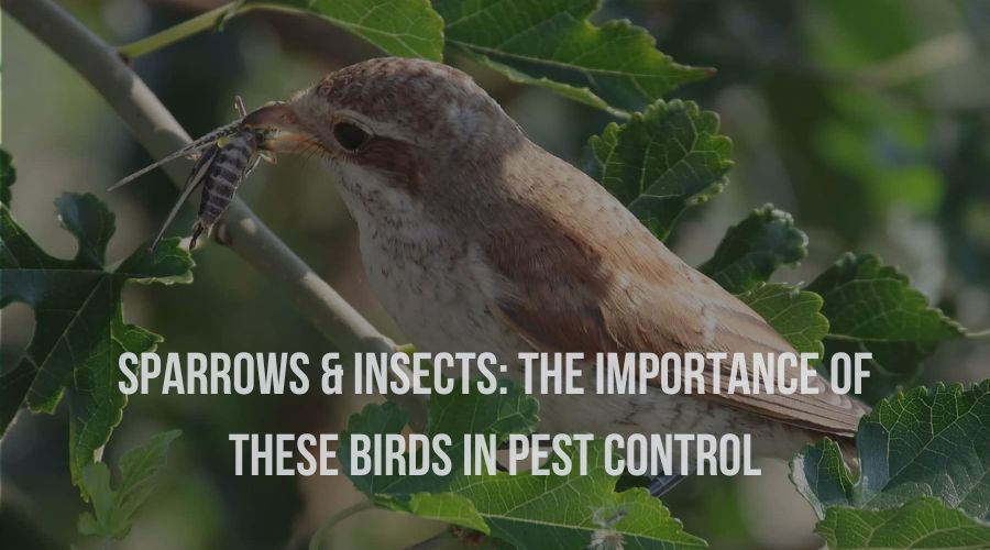 The Role Of Birds In Natural Pest Control