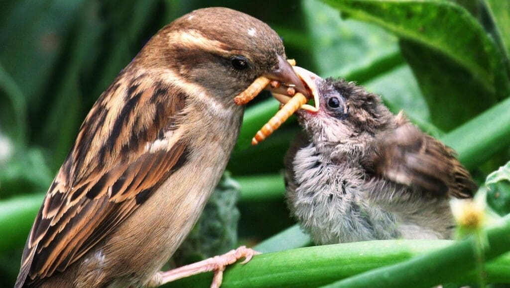 The Role Of Birds In Natural Pest Control