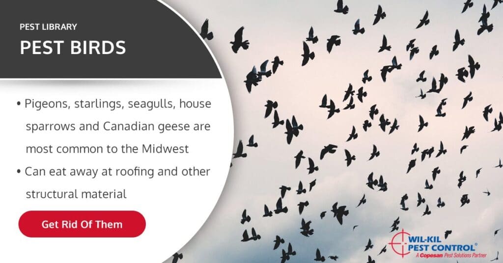 The Role Of Birds In Pest Control