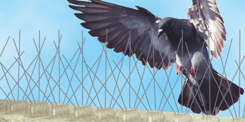 The Role Of Birds In Pest Control