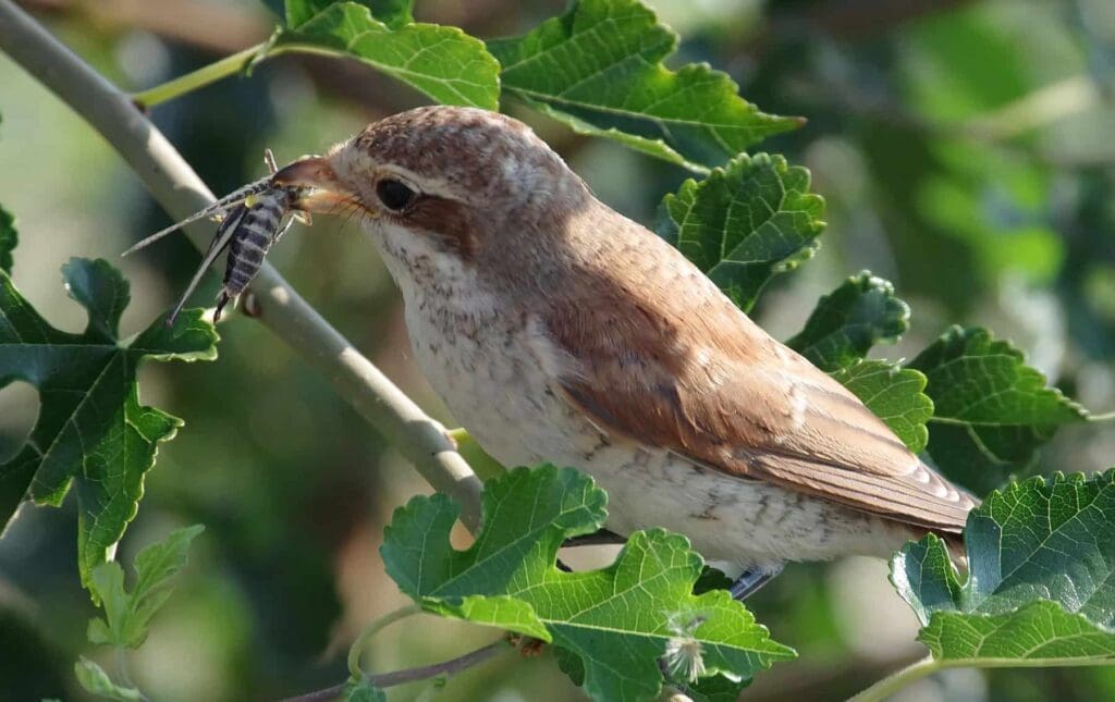 The Role Of Birds In Pest Control