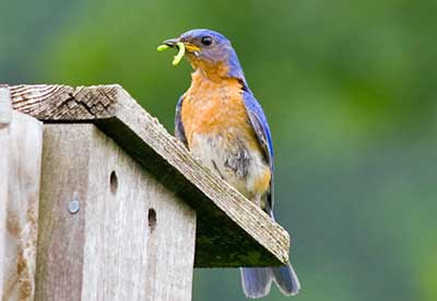 The Role Of Birds In Pest Control