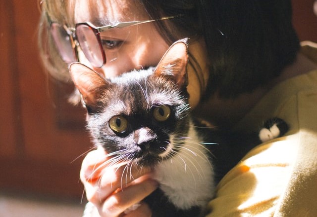 The Role Of Cats During Pest Control: Safety Tips