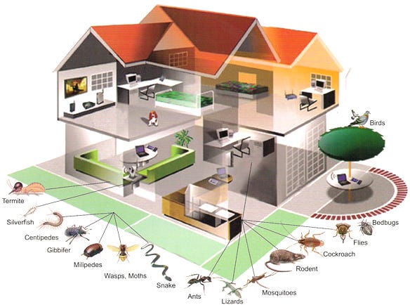 The Role Of Cats During Pest Control: Safety Tips