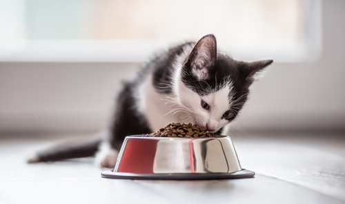 The Role Of Cats During Pest Control: Safety Tips
