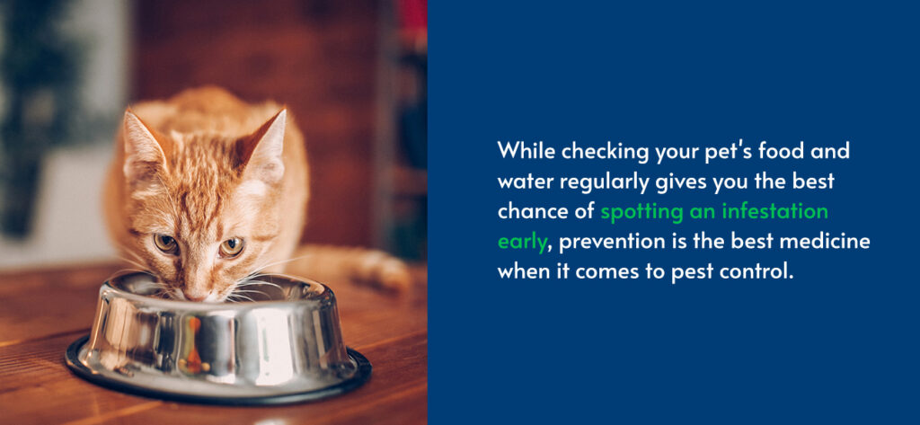 The Role Of Cats During Pest Control: Safety Tips