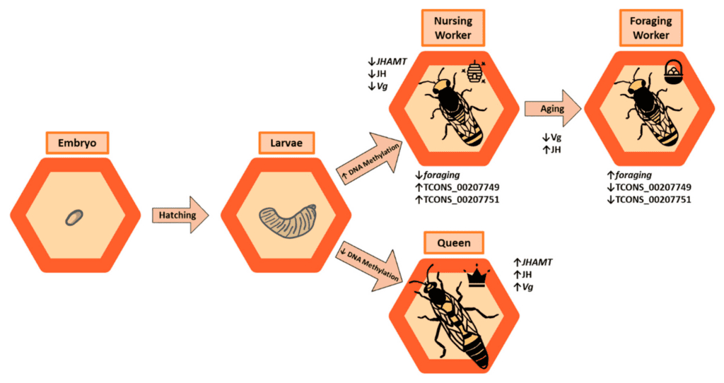 The Role Of Genetics In Pest Behavior