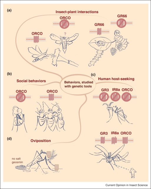 The Role Of Genetics In Pest Behavior