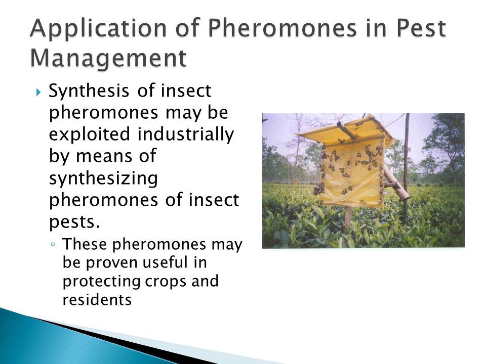 The Role Of Pheromones In Pest Control