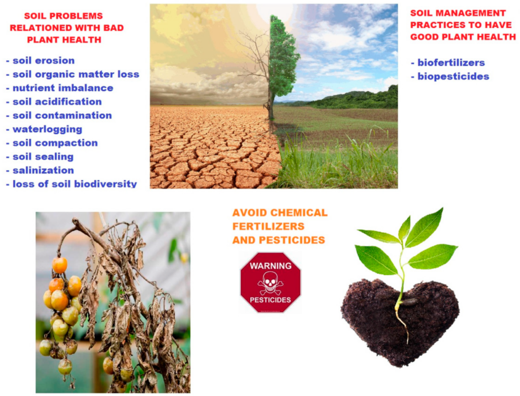 The Role Of Soil Health In Pest Management