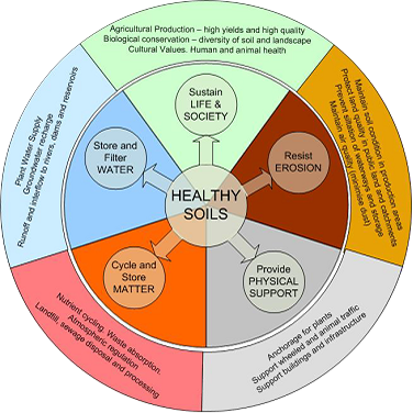 The Role Of Soil Health In Pest Management