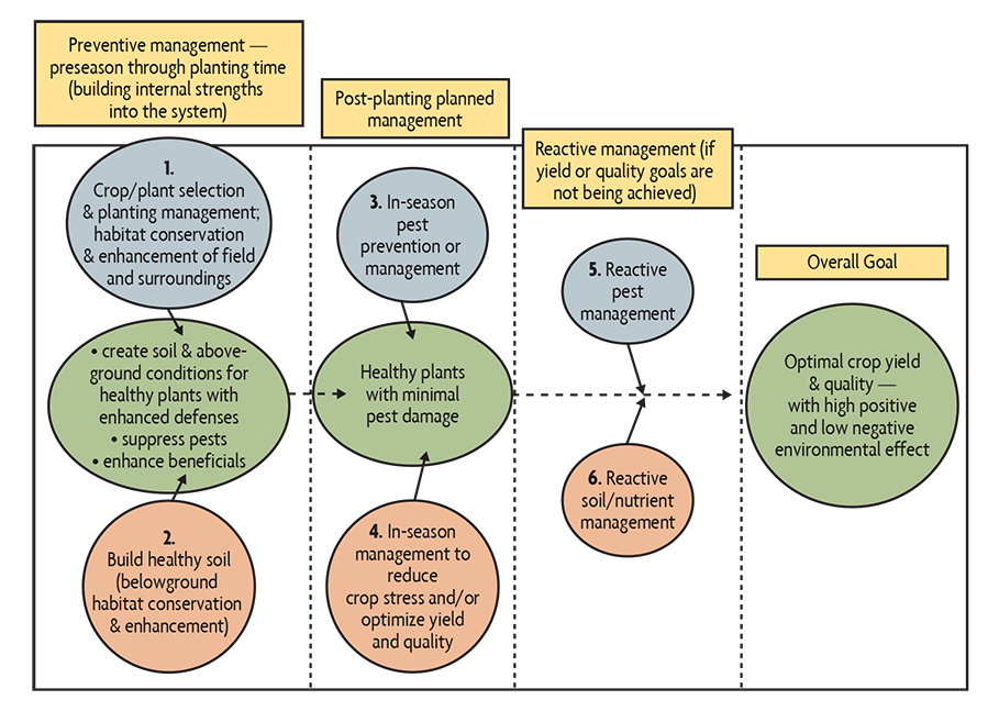The Role Of Soil Health In Preventing Pest Infestations