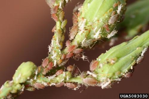 The Role Of Soil Health In Preventing Pest Infestations