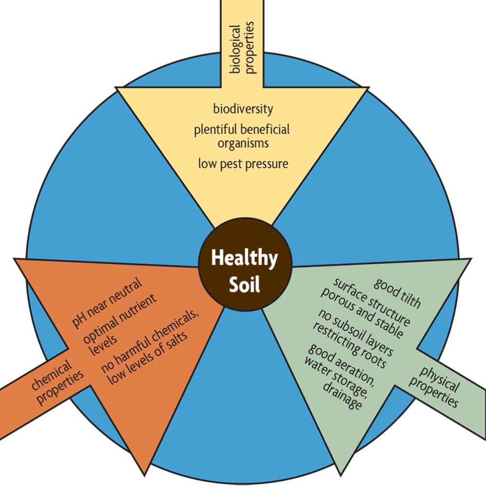 The Role Of Soil Health In Preventing Pest Infestations