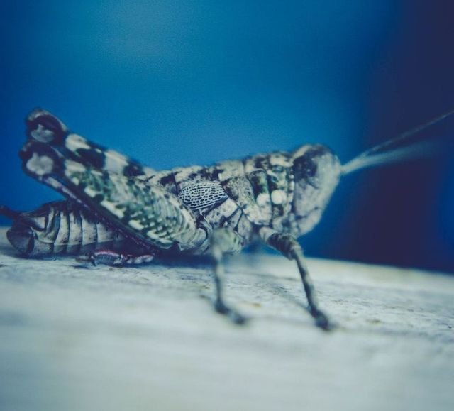 The Role Of Technology In Modern Pest Control