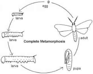 The Science Behind Insect Reproduction And Growth