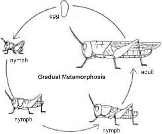 The Science Behind Insect Reproduction And Growth