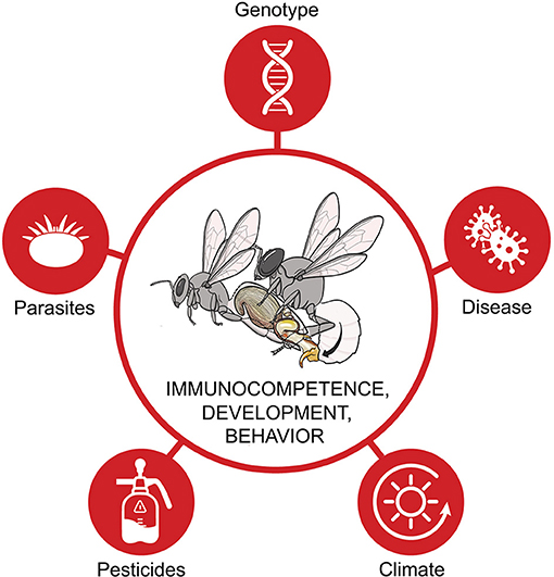 The Science Behind Insect Reproduction And Growth