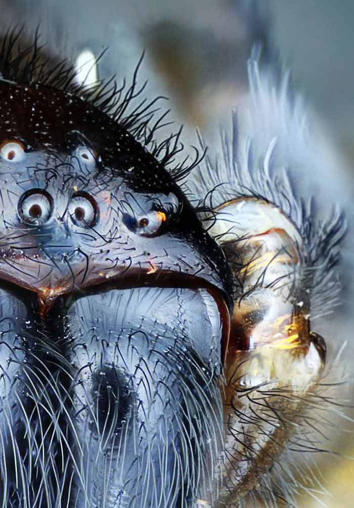 The Science Behind Insect Vision And How It Affects Pest Control