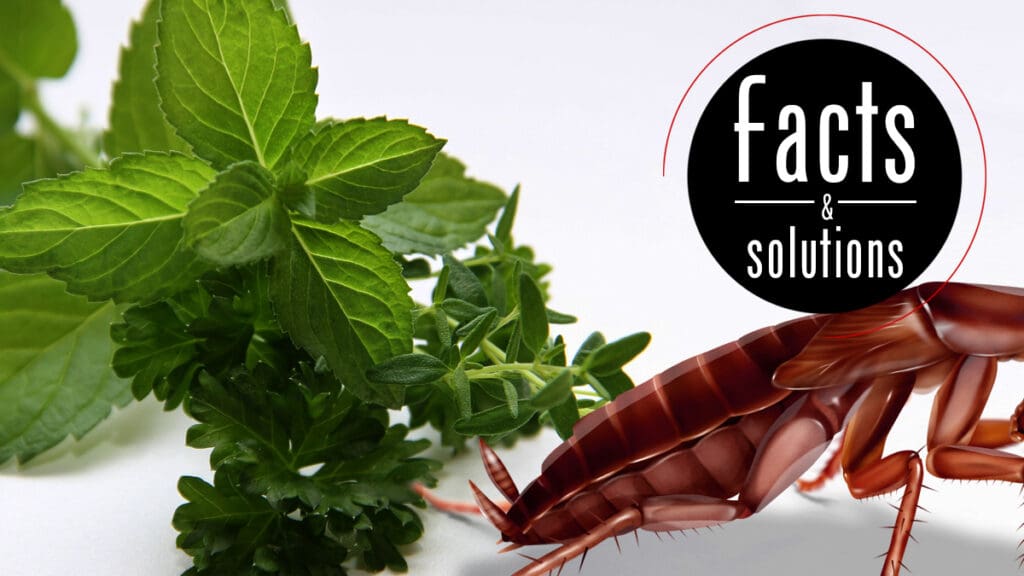 The Science Behind Natural Roach Repellents