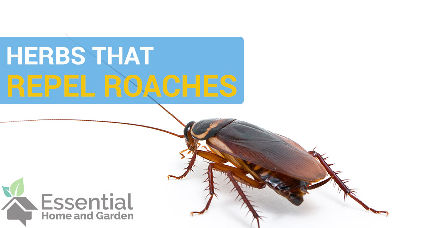 The Science Behind Natural Roach Repellents