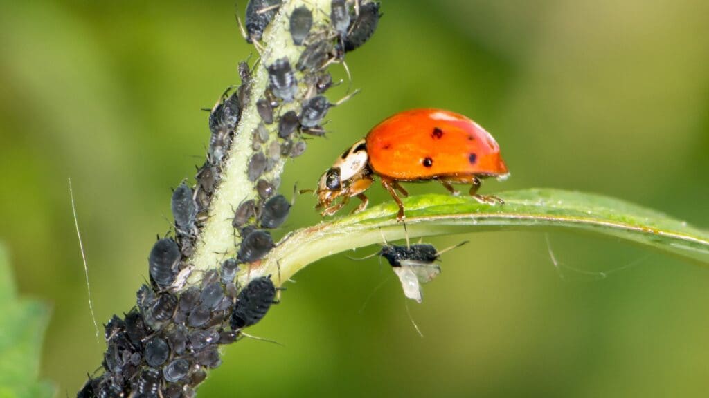 The Science Of Biological Pest Control