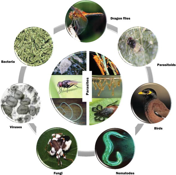 The Science Of Biological Pest Control