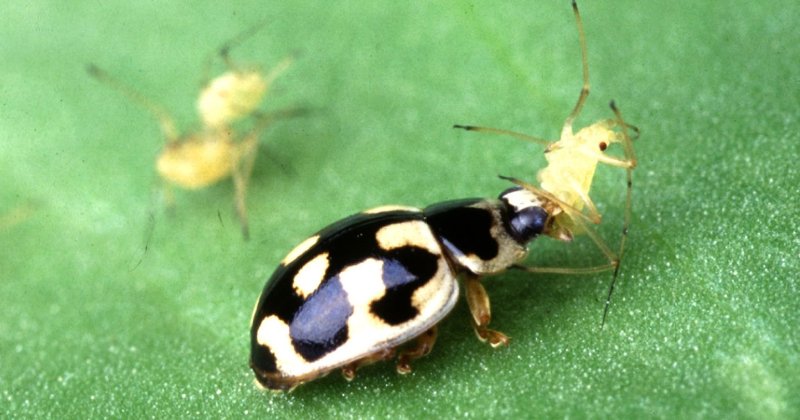 The Science Of Biological Pest Control