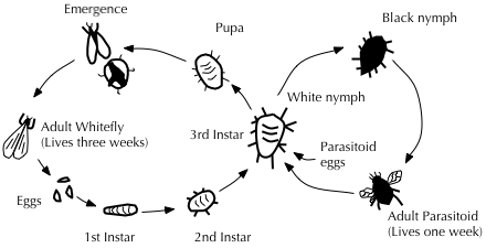 The Science Of Biological Pest Control