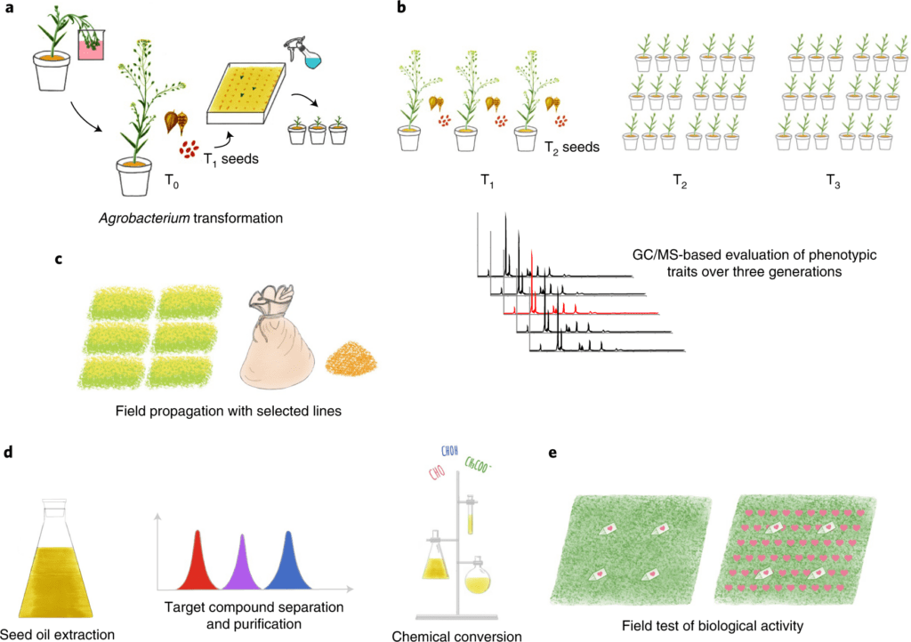The Science Of Pheromones In Pest Control