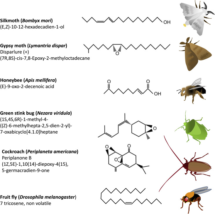 The Science Of Pheromones In Pest Control