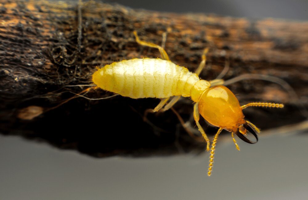 The Silent Destroyers: Termites And Their Habits