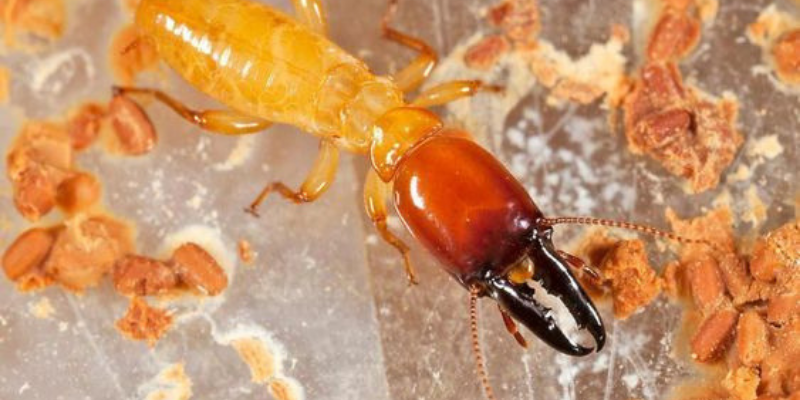 The Silent Destroyers: Termites And Their Habits