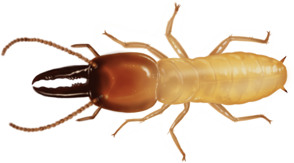 The Silent Destroyers: Termites And Their Habits
