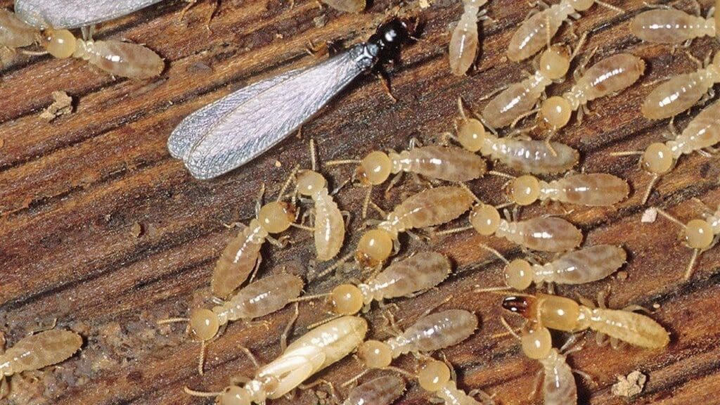 The Silent Destroyers: Termites And Their Habits