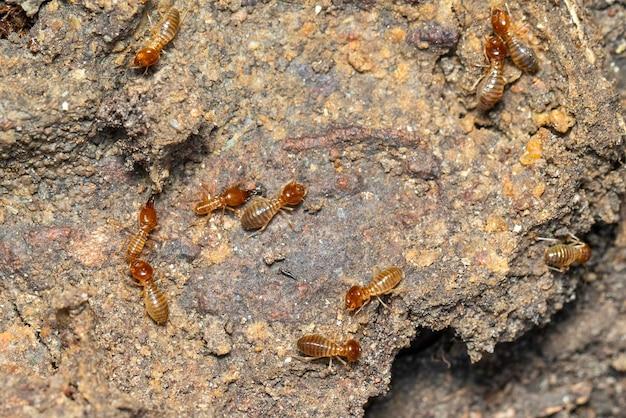 The Silent Invaders: Understanding Stealthy Pests