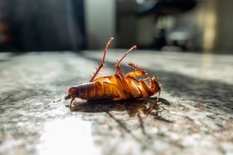 The Silent Invaders: Understanding Stealthy Pests
