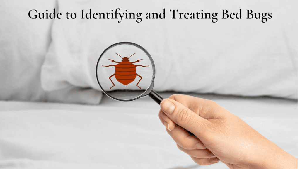 The Ultimate Guide To Bedbug Treatment And Prevention