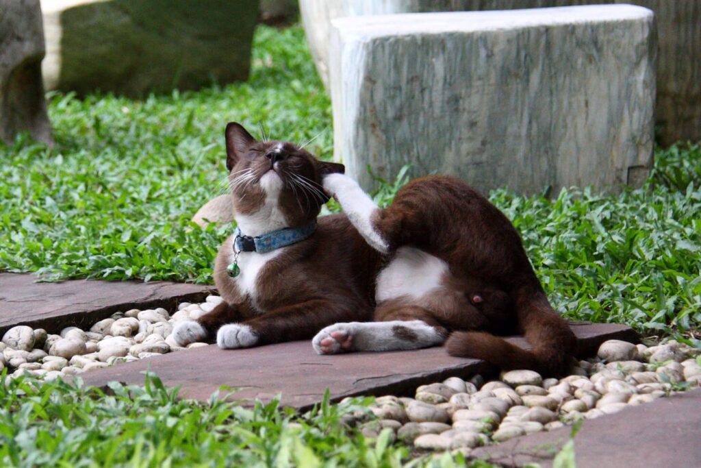 The Ultimate Guide To Flea Control For Pet Owners