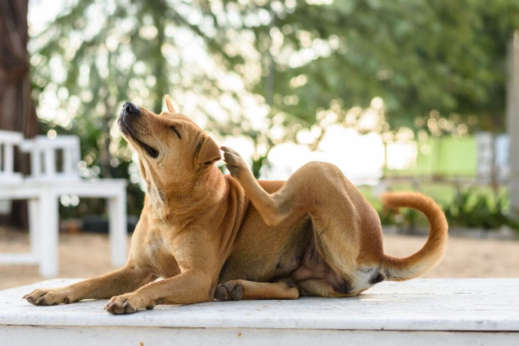 The Ultimate Guide To Flea Control For Pet Owners