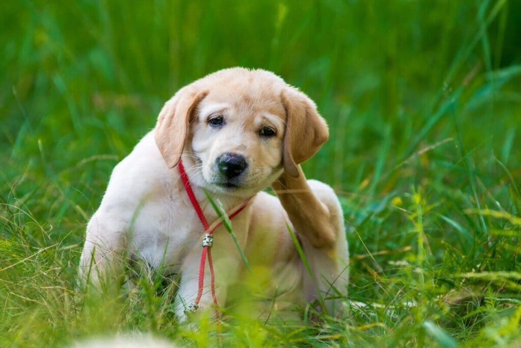 The Ultimate Guide To Flea Control For Pet Owners