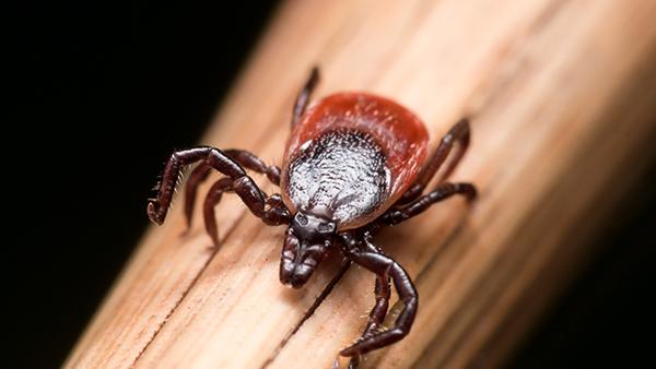 The Ultimate Guide To Tick Prevention And Treatment