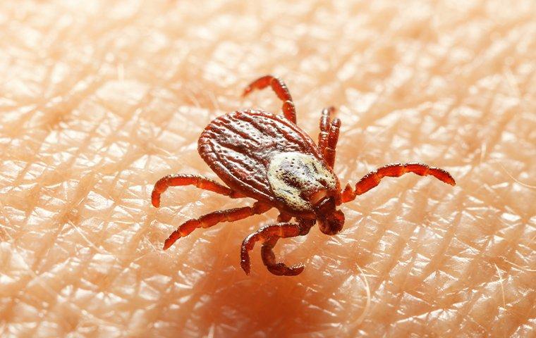 The Ultimate Guide To Tick Prevention And Treatment