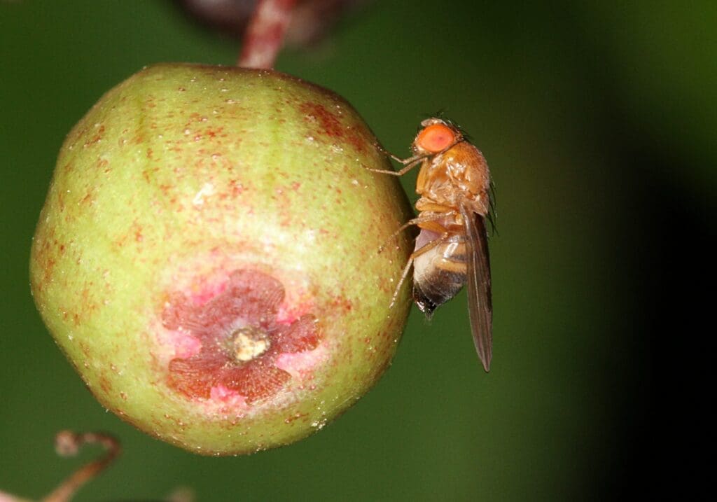 The Unseen Dangers Of Fruit Fly Infestations