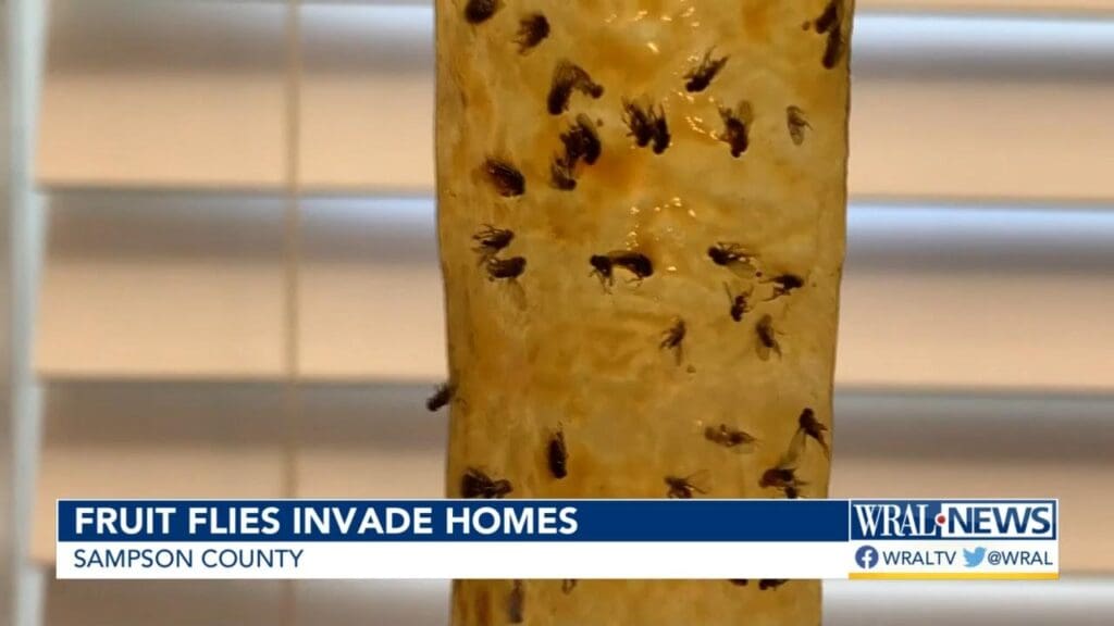 The Unseen Dangers Of Fruit Fly Infestations