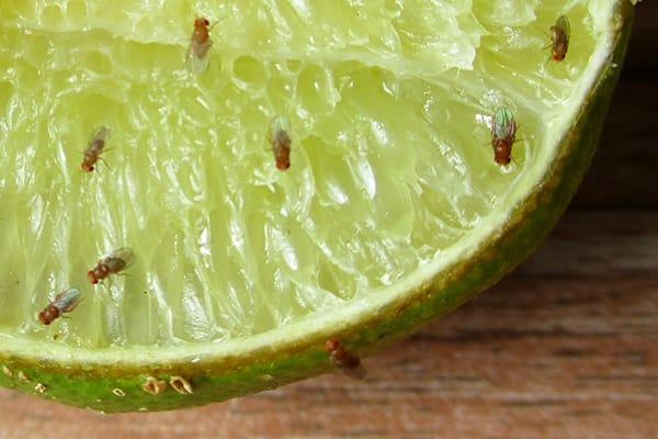 The Unseen Dangers Of Fruit Fly Infestations
