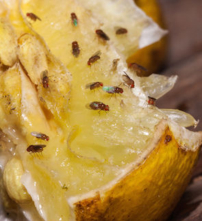 The Unseen Dangers Of Fruit Fly Infestations